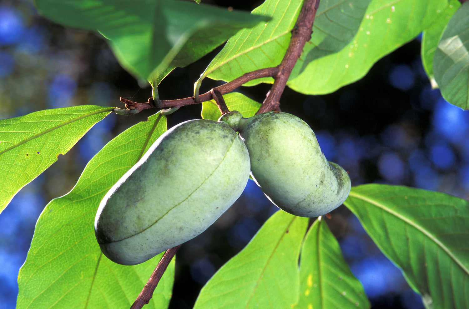 5 semillas de flores de Asimina Triloba, árbol frutal de papaya, plátano indio