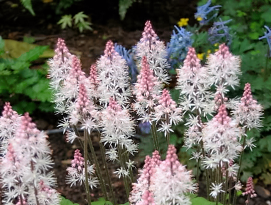 20 HEARTLEAF FOAMFLOWER White & Pink Tiarella Wherryi Coolwort Flower Seeds