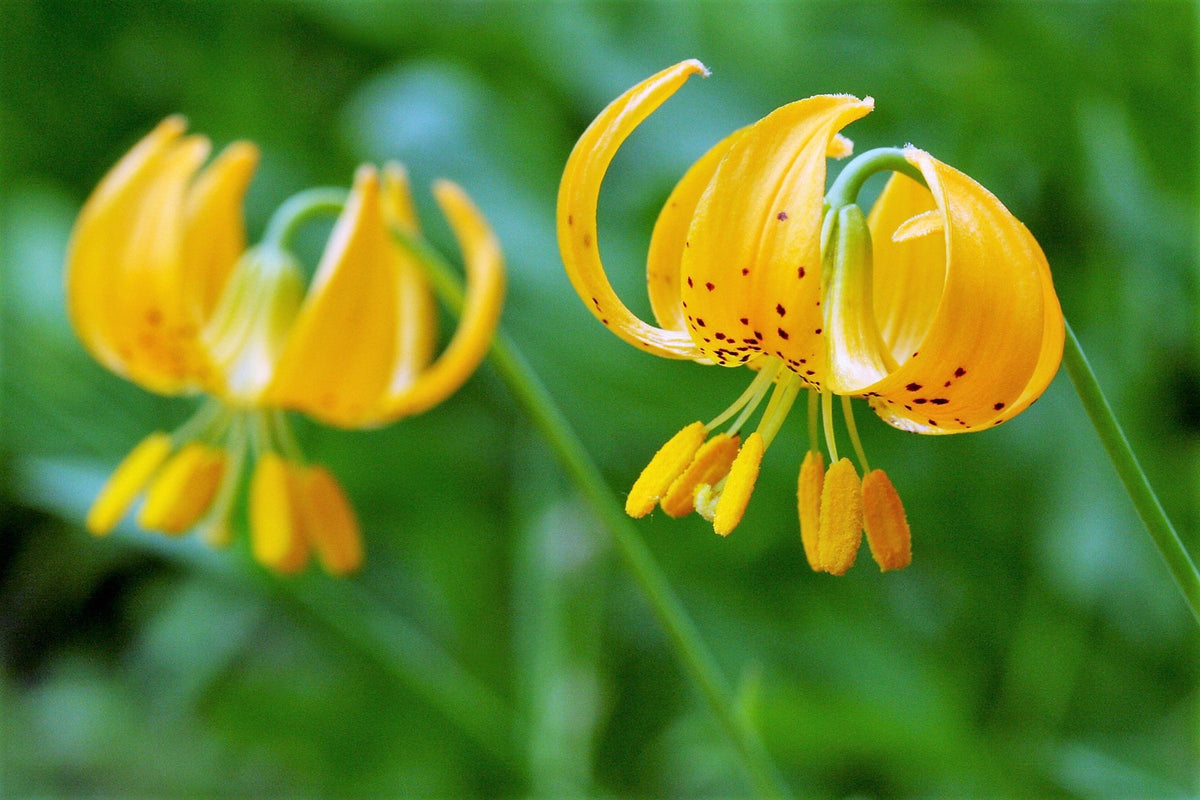 20 semillas de lirio de tigre colombiano (Lilium columbiano, sin. canadense, parviflorum, naranja, granate, moteado)