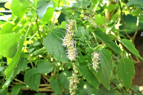 10 semillas de pachulí indio de Java Pogostemon Heyneanus, arbusto de hierbas, flores, fragantes.