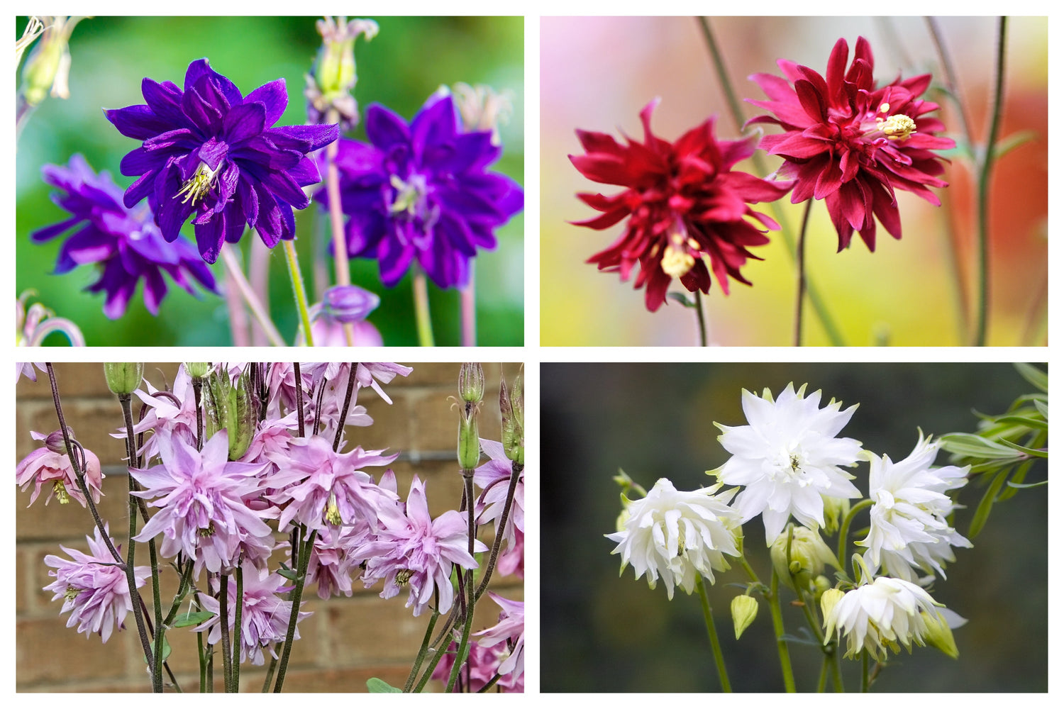 100 semillas de Aquilegia vulgaris, doble aguileña alta, colores mixtos: rojo, rosa, morado y blanco