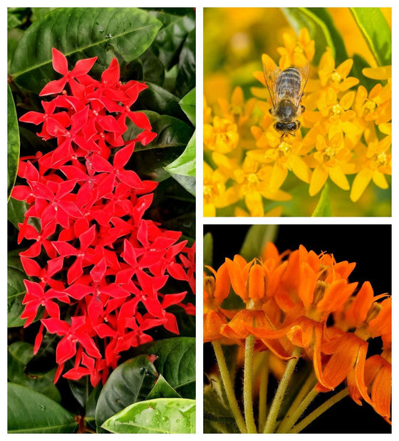 10 semillas de flores de Asclepias Tuberosa, mezcla de asclepias rojas, amarillas y naranjas.