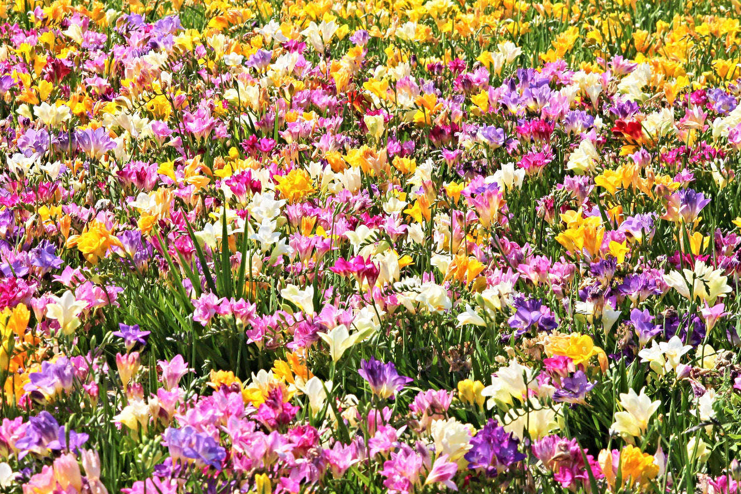 5 semillas de flores ROYAL CHAMPION Mix FREESIA de colores variados rosa, azul, morado, amarillo, rojo y naranja