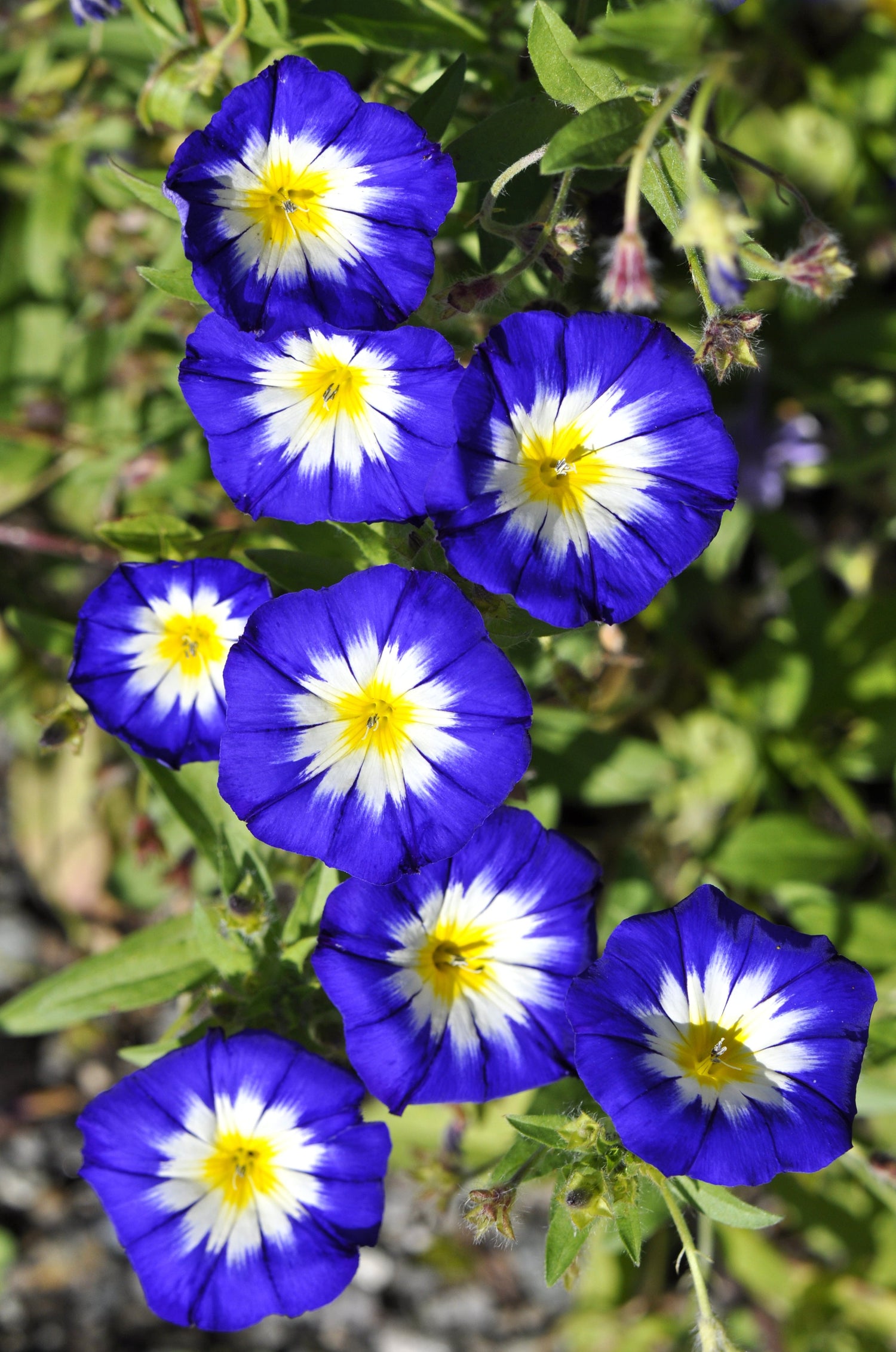 35 Blue Dwarf ROYAL ENSIGN MORNING GLORY Convolvulus Tricolor Royal Blue White & Yellow Flower Vine Semillas