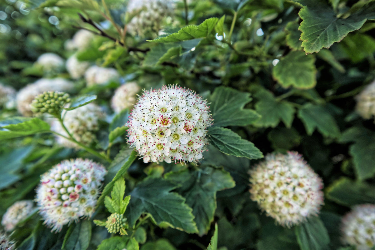 50 semillas de Physocarpus Capitatus, arbusto nativo de flores blancas, rosas y rojas de la familia Ninebark del Pacífico.