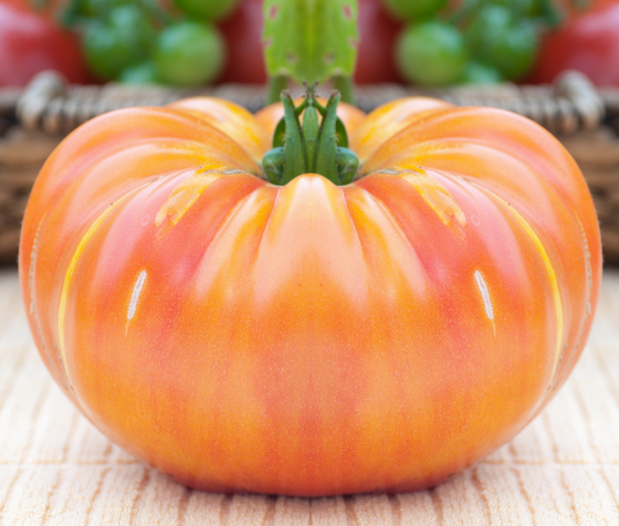50 Semillas de tomate JOYA OAXACAN Bicolor Amarillo Dorado Rayado Rojo Mexicano Lycopersicon