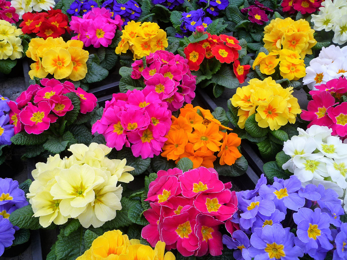 50 semillas de flores de primavera inglesa mixtas (Primula vulgaris acaulis), planta de interior de sombra