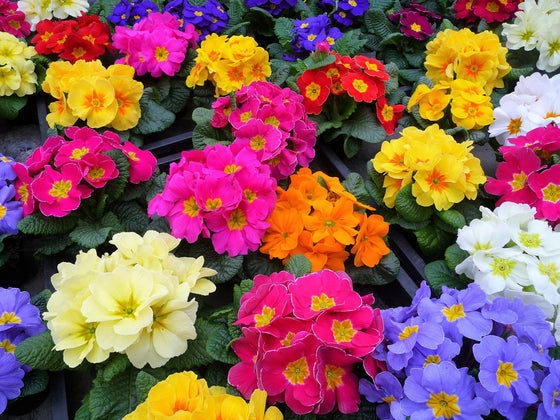 50 semillas de flores de primavera inglesa mixtas (Primula vulgaris acaulis), planta de interior de sombra