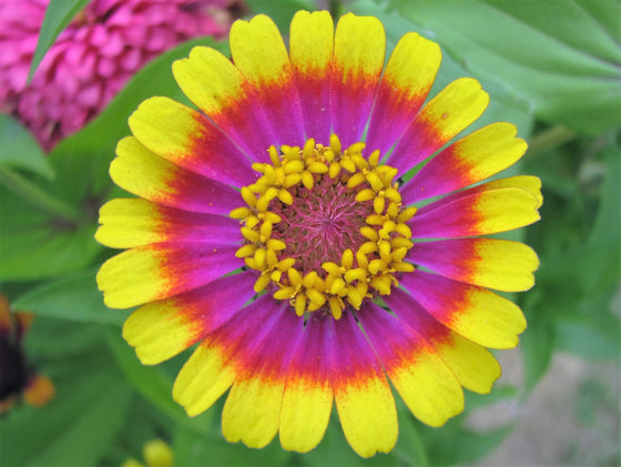 50 semillas de flores bicolores de colores mixtos de ZINNIA Elegans Carrousel Whirligig