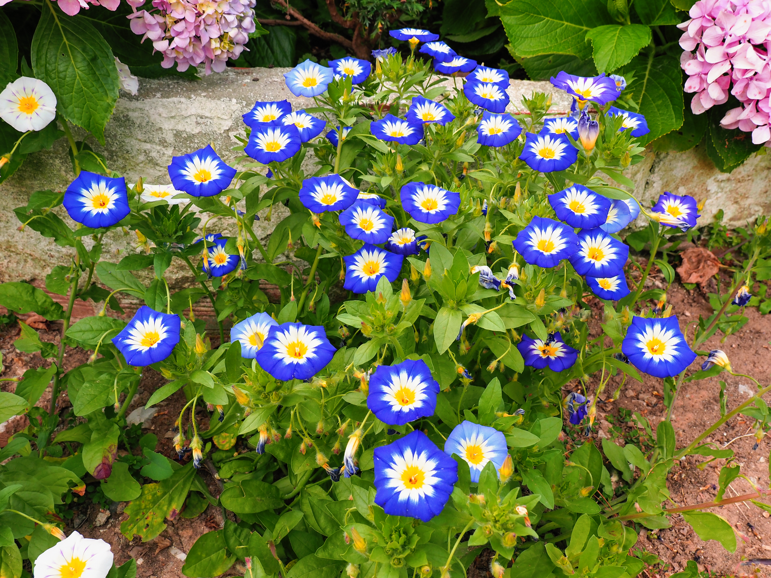40 semillas de enredadera de flores enanas BLUE FLASH MORNING GLORY Convolvulus tricolor violeta azul blanco y amarillo