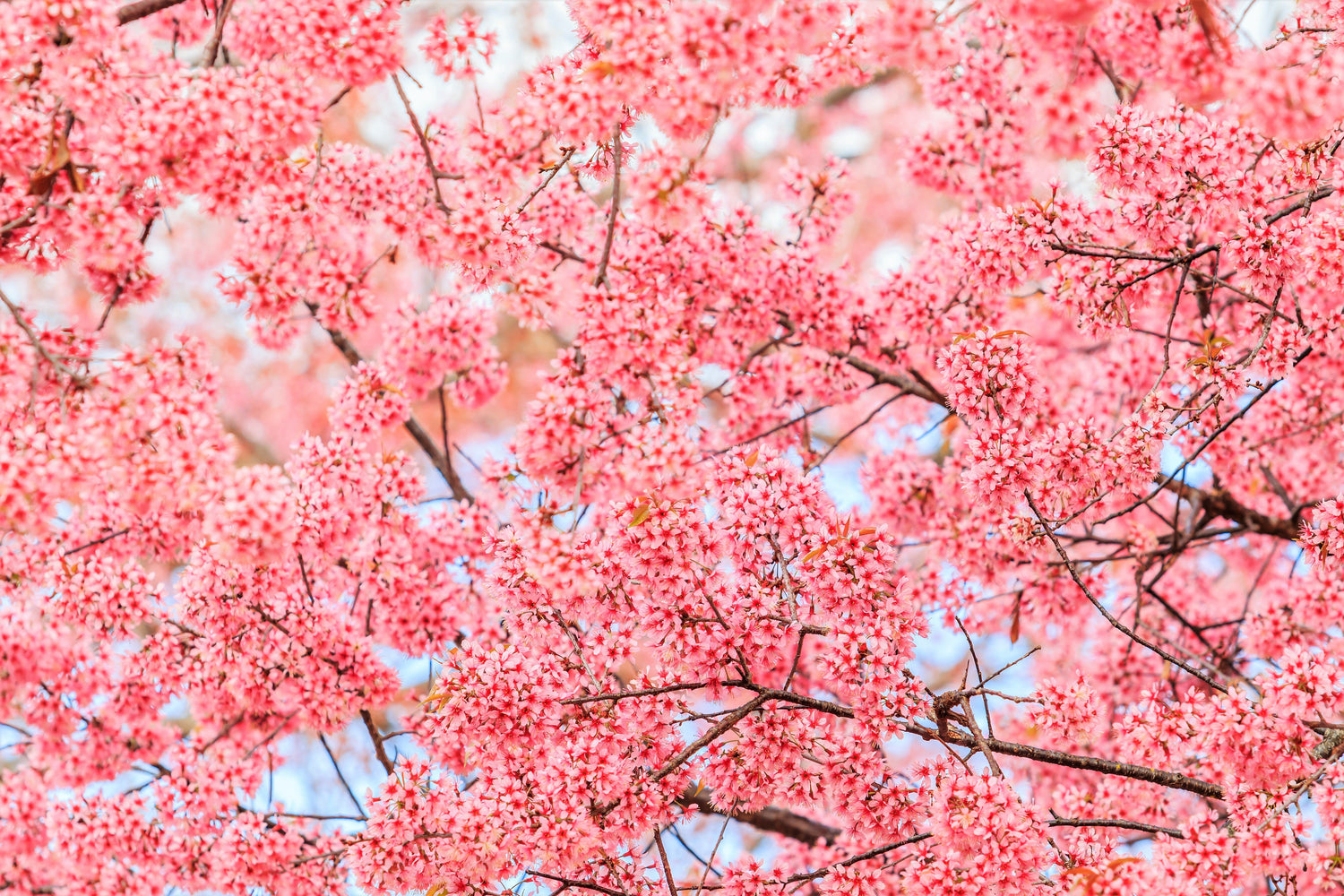 5 semillas de cerezo del Himalaya (Prunus cerasoides), flores rosas y frutos rojos.