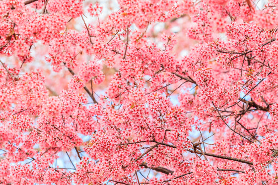 5 semillas de cerezo del Himalaya (Prunus cerasoides), flores rosas y frutos rojos.
