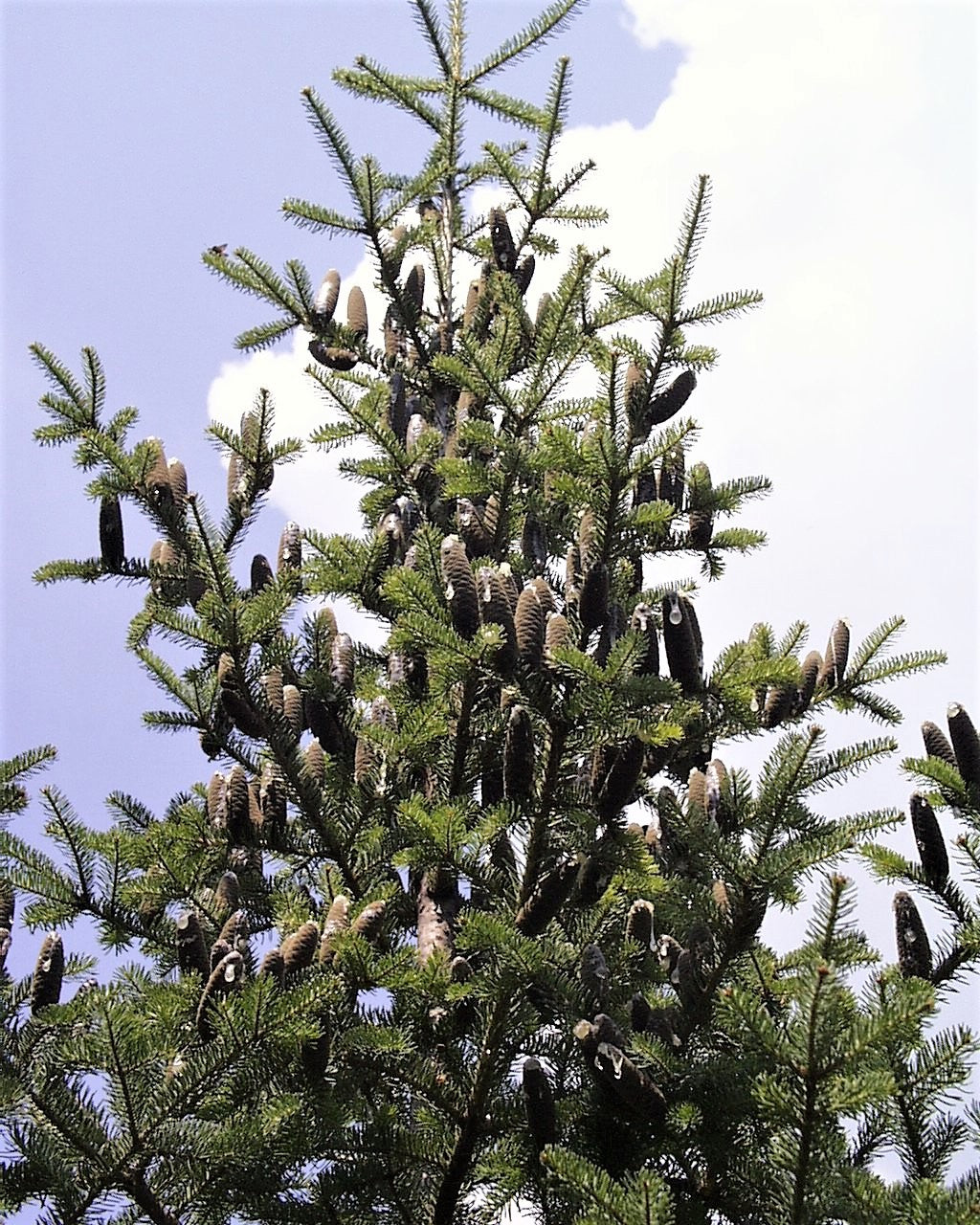30 ABETO BÁLSAMO Árbol Abies Balsamea Árbol de Navidad Pino Plateado Abeto Canadiense Semillas Perennes Nativas