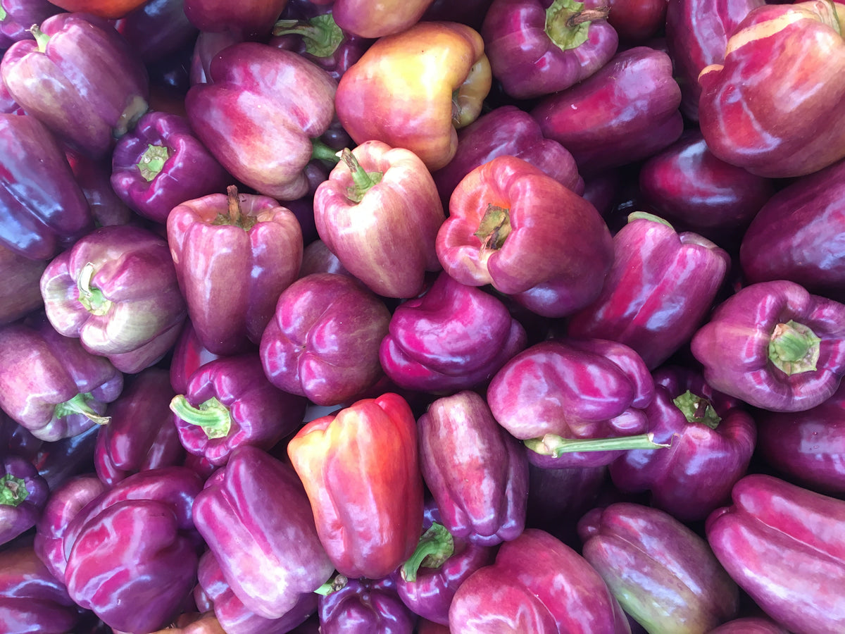 100 semillas de pimiento morrón lila Capsicum annuum, morada dulce y suave