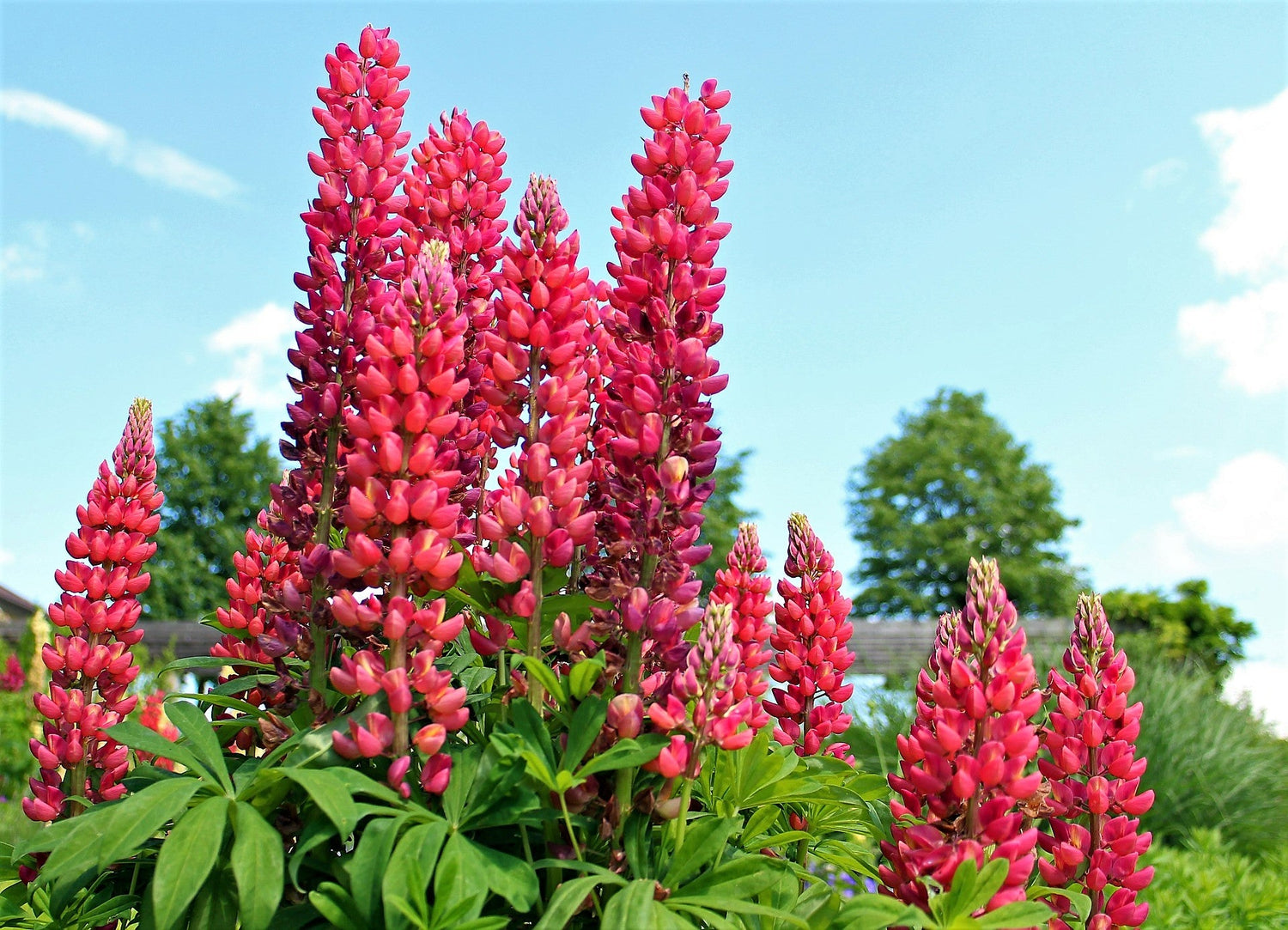 25 LUPINO ROJO 'My CASTLE' Lupinus Polyphyllus Scarlet Russell Lupin Band of Nobles Series Semillas de flores