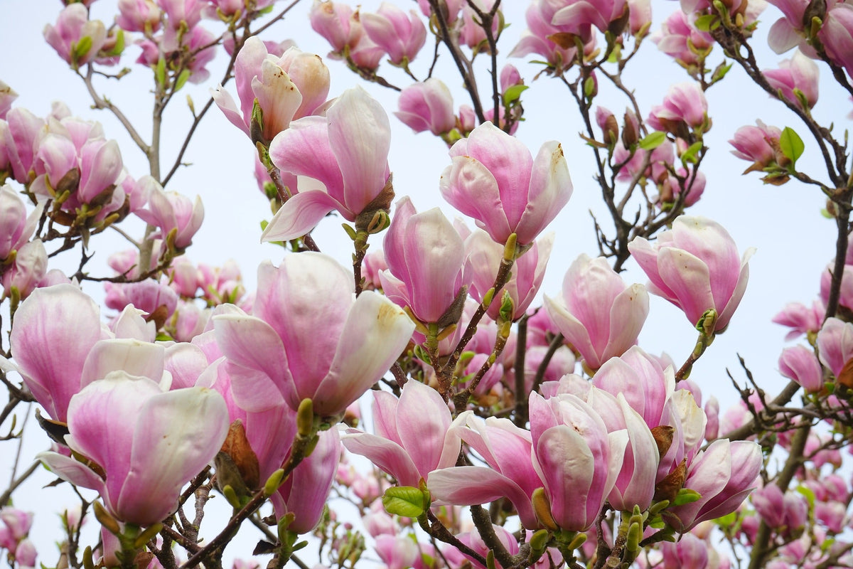 5 LIRIO MAGNOLIA ÁRBOL DE FLOR Tulipán Fragante Rosa y Púrpura Magnol Liliiflora Semillas
