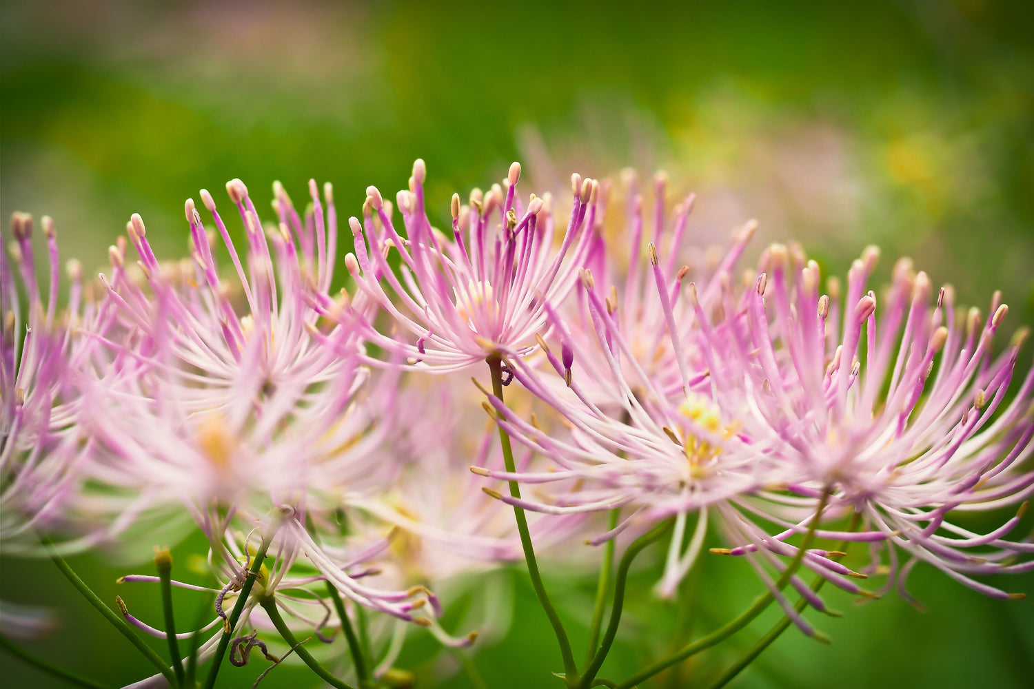 5 semillas de flores de color rosa púrpura de la ruda de los prados de COLUMBINE Thalictrum Aquilegifolium