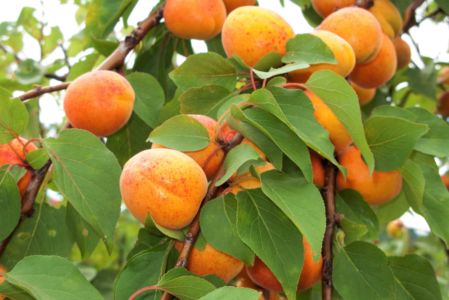 5 semillas de albaricoque común, árbol frutal Prunus Armeniaca, flores blancas y rosadas