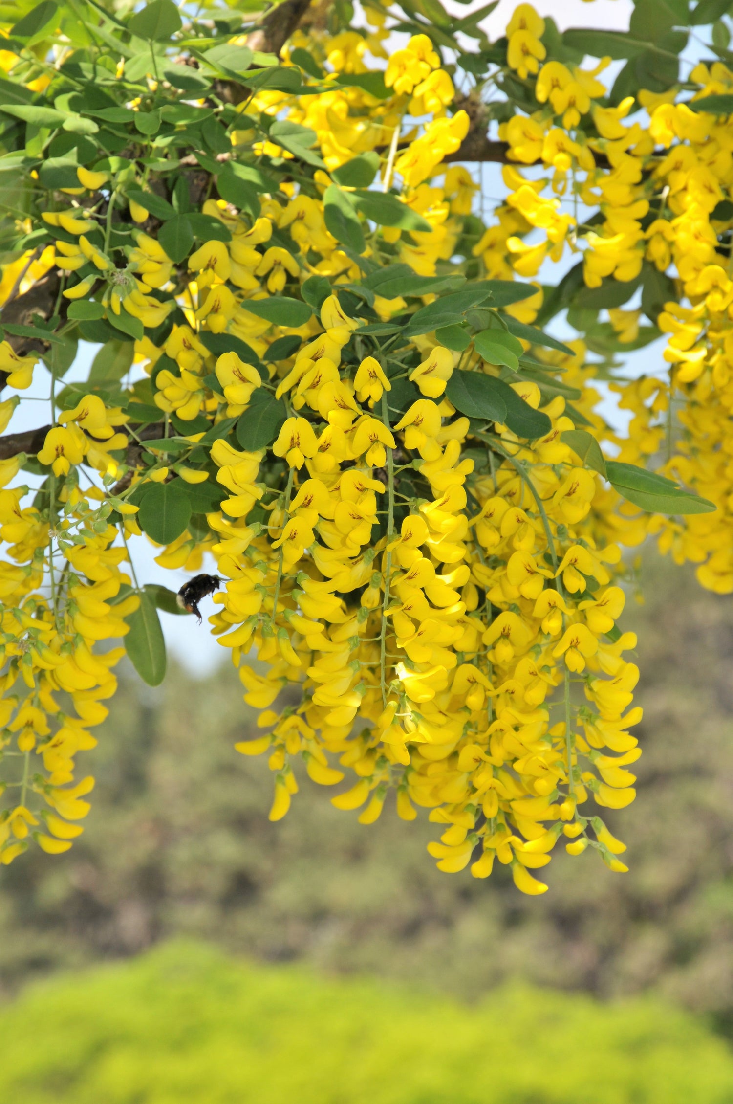 25 semillas de guisante siberiano Caragana arborescens Peatree, legumbre de flor amarilla