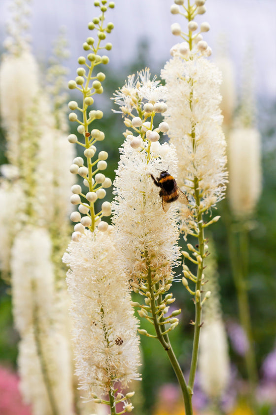 50 NEGRO COHOSH Bugbane Actaea Racemosa Cimicifuga Bugbane Snakeroot Nativo Blanco Sombra Flor Hierba Semillas