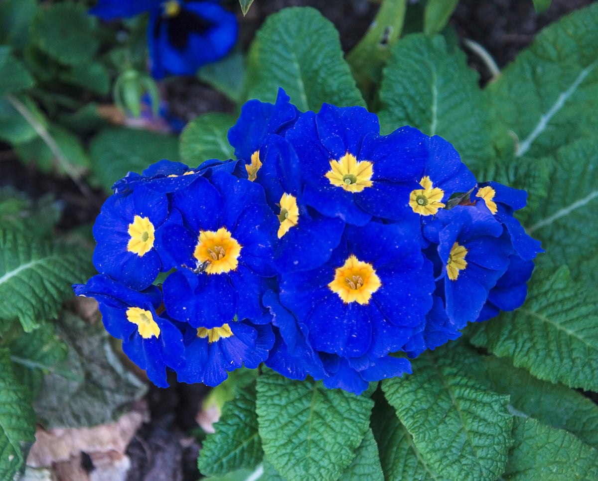 50 semillas de flores de primavera inglesa mixtas (Primula vulgaris acaulis), planta de interior de sombra