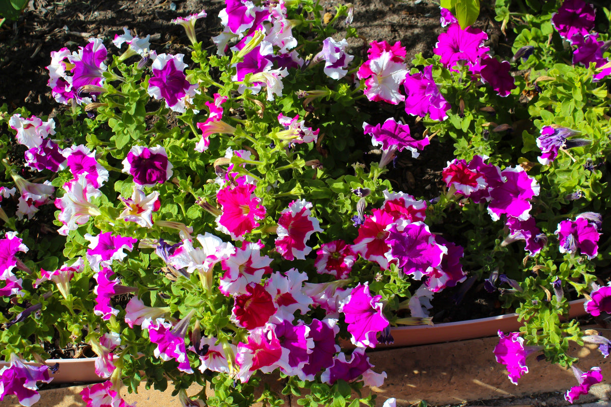 50 semillas de petunia multiflora de colores mixtos PICOTEE MIX, bicolor, blanco, azul, morado, rosa y rojo