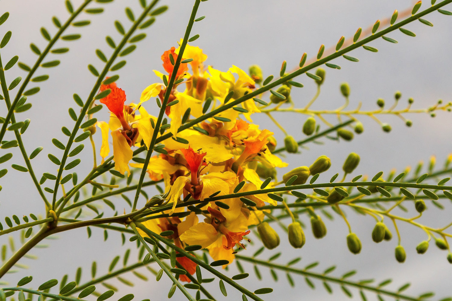 25 ESPINO DE JERUSALÉN Palo Verde Mexicano Parkinsonia Aculeata Flor Amarilla y Roja Arbusto Grande Árbol Pequeño Legumbre Semillas