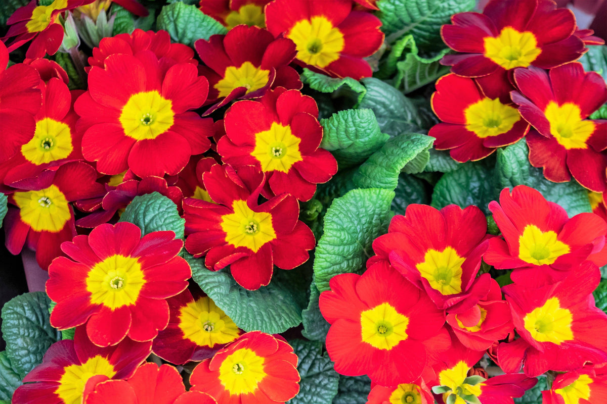 50 semillas de flores de primavera inglesa mixtas (Primula vulgaris acaulis), planta de interior de sombra