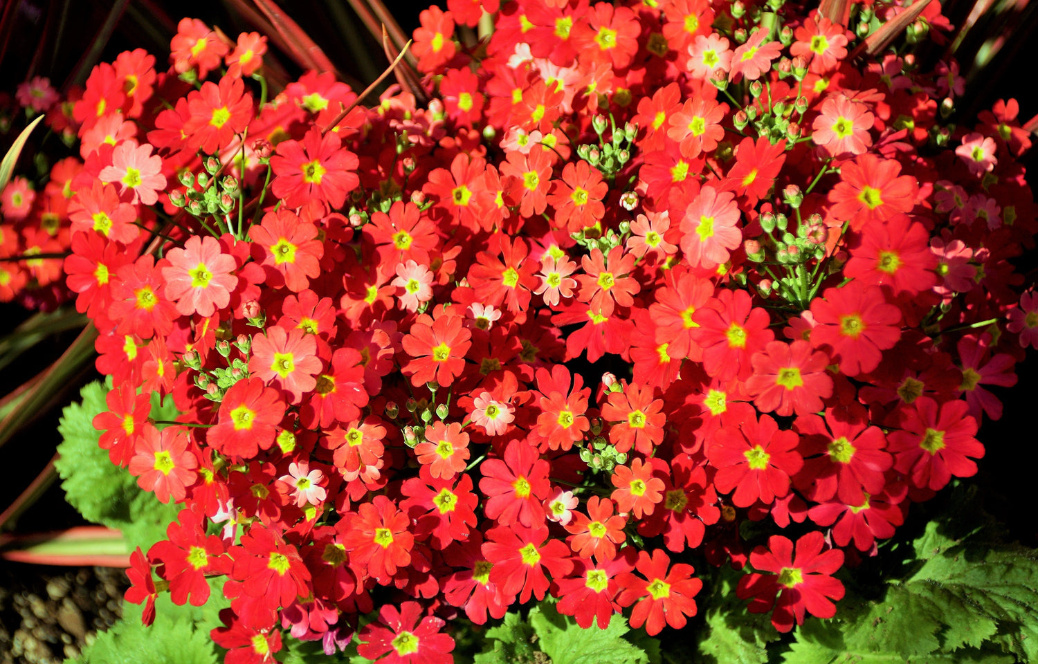 100 semillas de prímula roja de hadas carmesí, prímula Malacoides, prímula bebé, planta de interior de sombra.