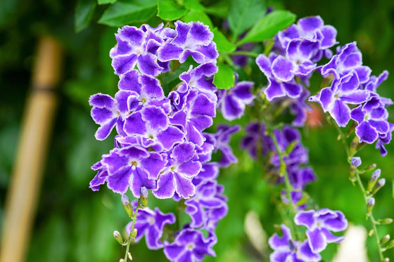 10 semillas de Duranta Erecta Repens, arbusto ornamental de bayas de color naranja, follaje dorado, flores blancas, violetas y moradas.
