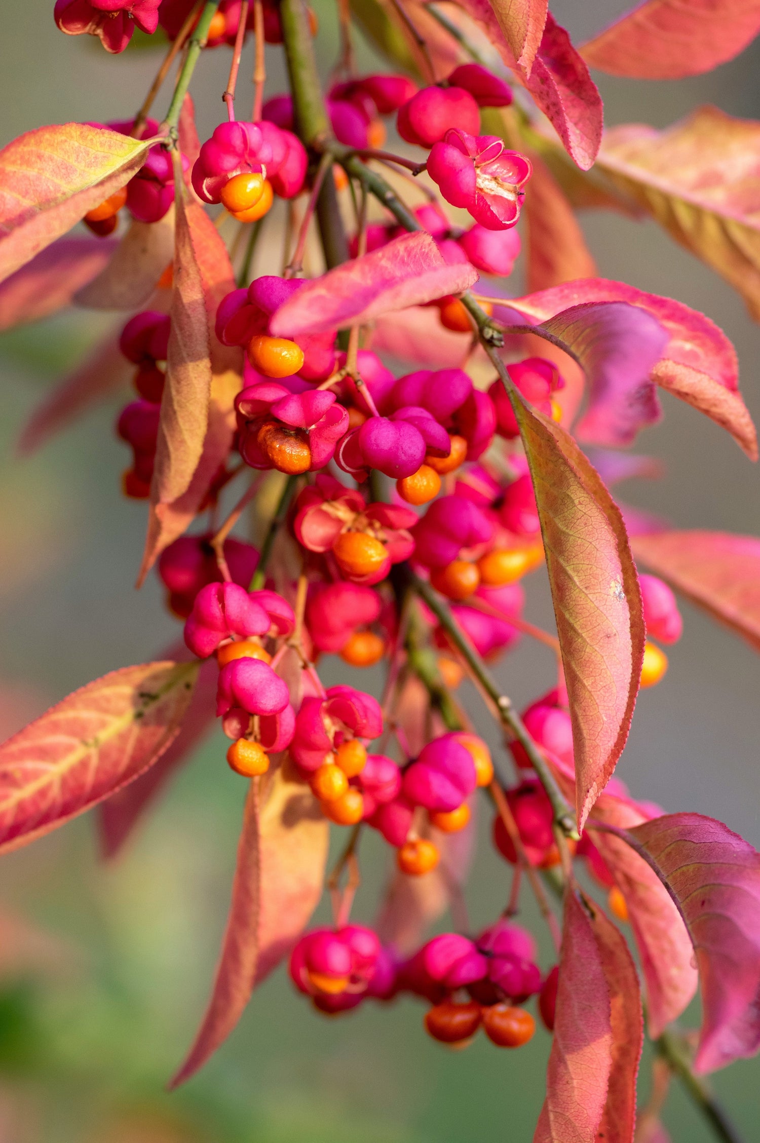 25 semillas de Euonymus Europaeus Spindletree, arbusto de flores rosas y naranjas