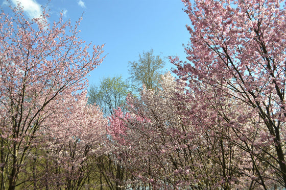 10 semillas de cerezo japonés de montaña (Prunus serrulata spontanea), árbol frutal rojo con flores rosas y blancas