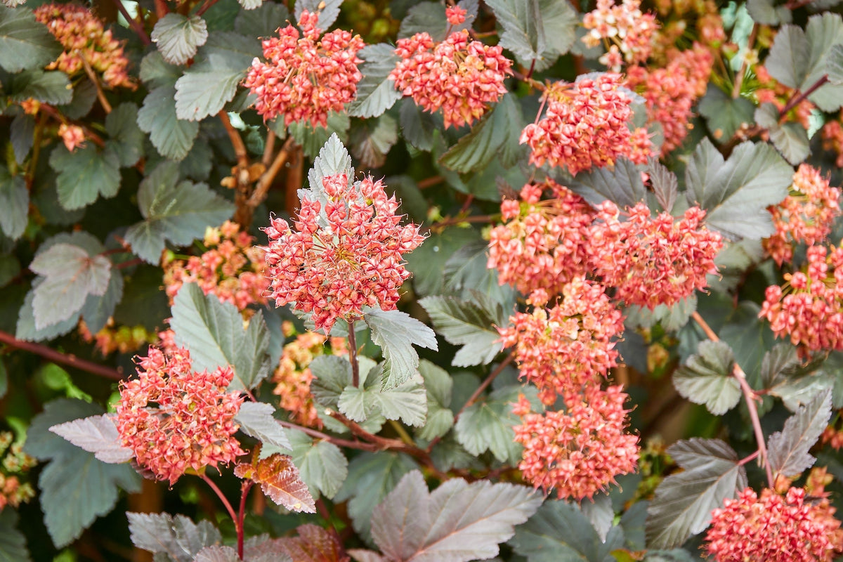 50 semillas de Physocarpus Capitatus, arbusto nativo de flores blancas, rosas y rojas de la familia Ninebark del Pacífico.