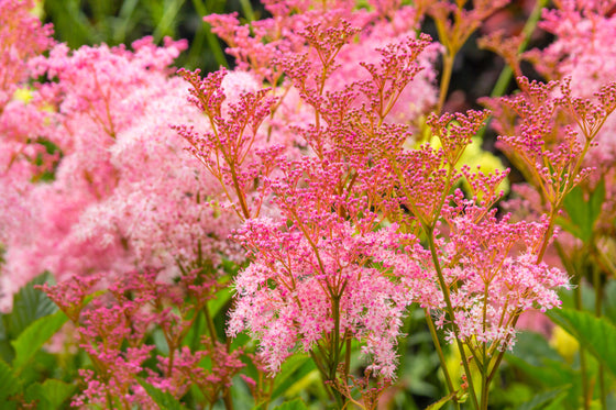 10 semillas de flores de reina de los prados rosa Filipendula Rubra REINA DE LA PRADERA