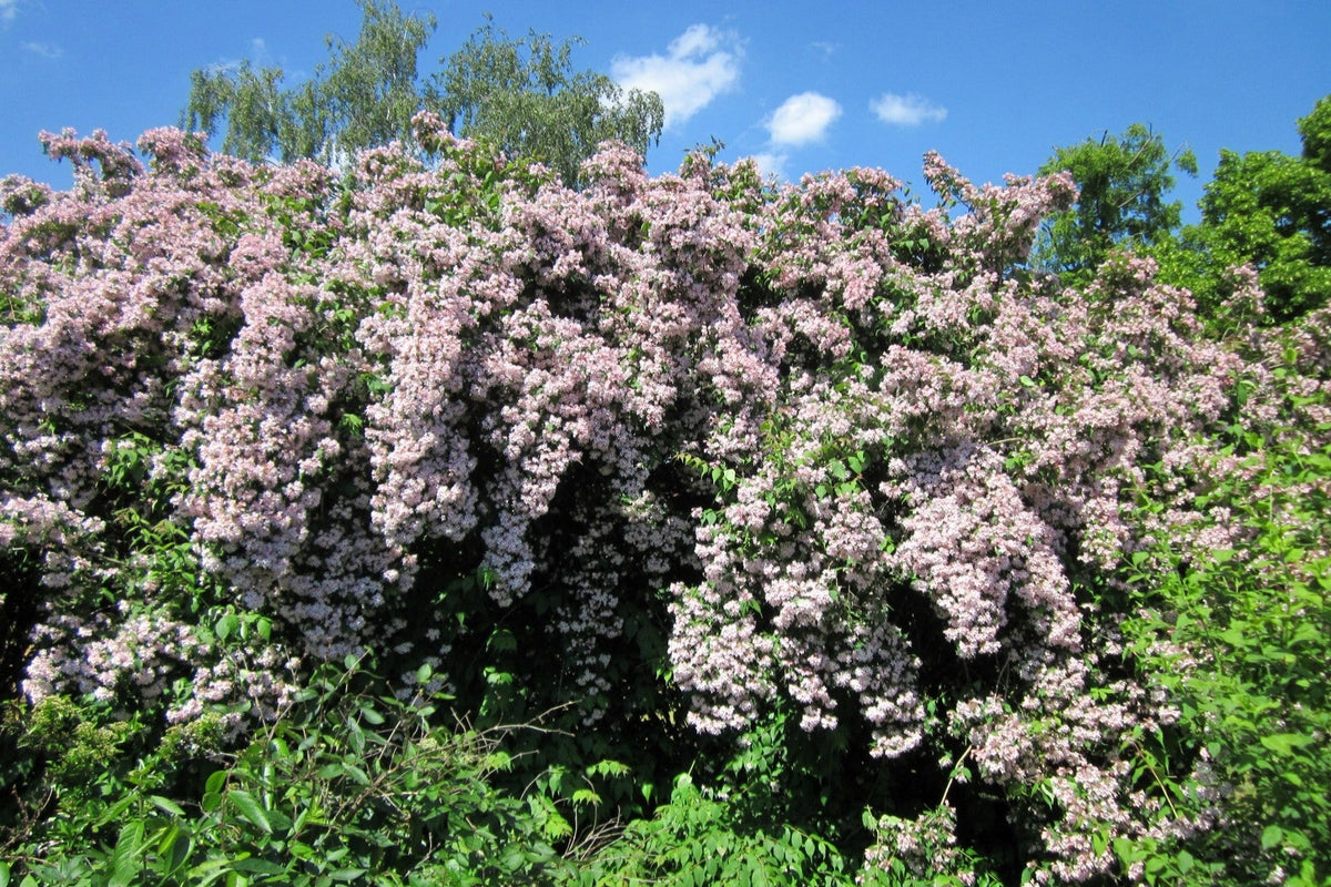 10 ARBUSTOS DE BELLEZA Arbusto de belleza Kolkwitzia Amabilis Semillas de bayas rojas con flores rosas y blancas