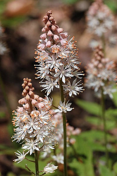 20 semillas de flor de espuma de hoja de corazón de Tiarella Wherryi blanca y rosada
