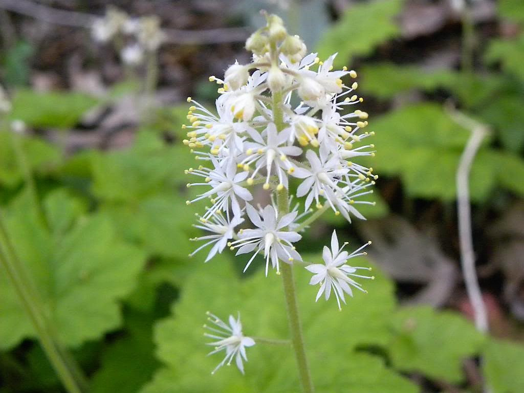 20 semillas de flor de espuma de hoja de corazón de Tiarella Wherryi blanca y rosada