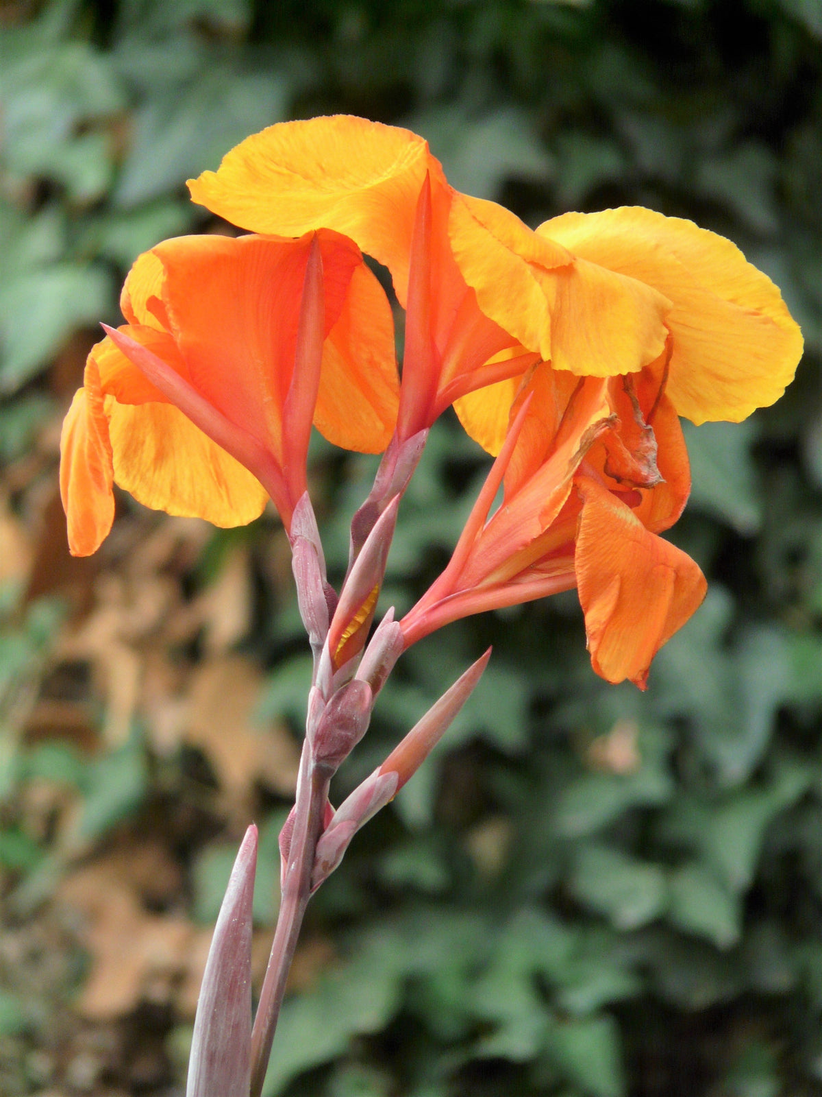5 semillas de flores de Canna Indica, arrurruz indio, lirio de canna naranja
