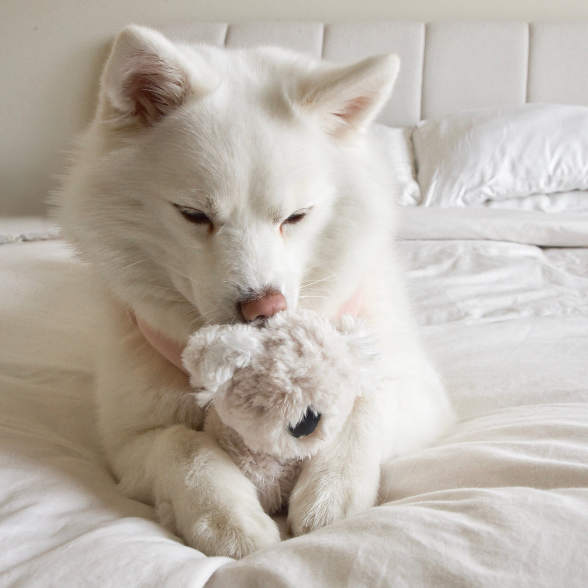 Set de peluches Koko – Dúo de koalas (Mini y Maxi)