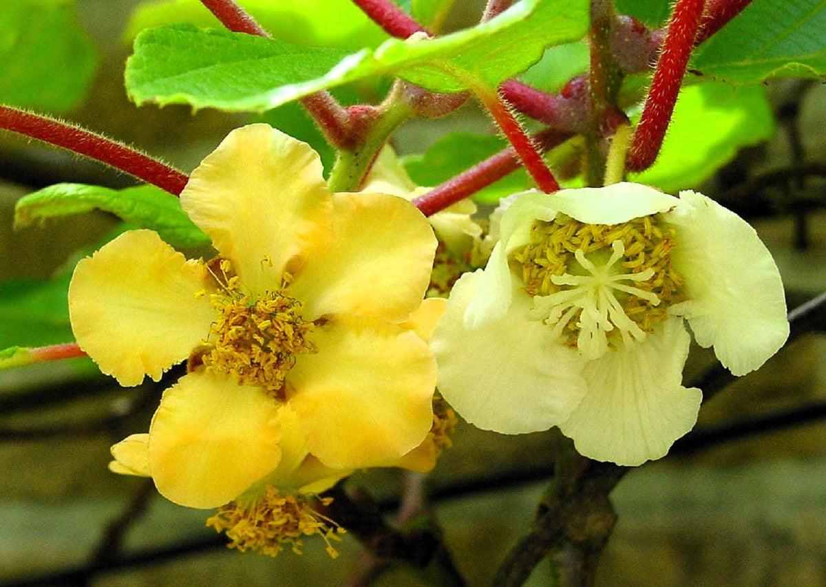 50 KIWI DORADO Kiwi amarillo Actinidia Chinensis Semillas de vid de flor de grosella espinosa china