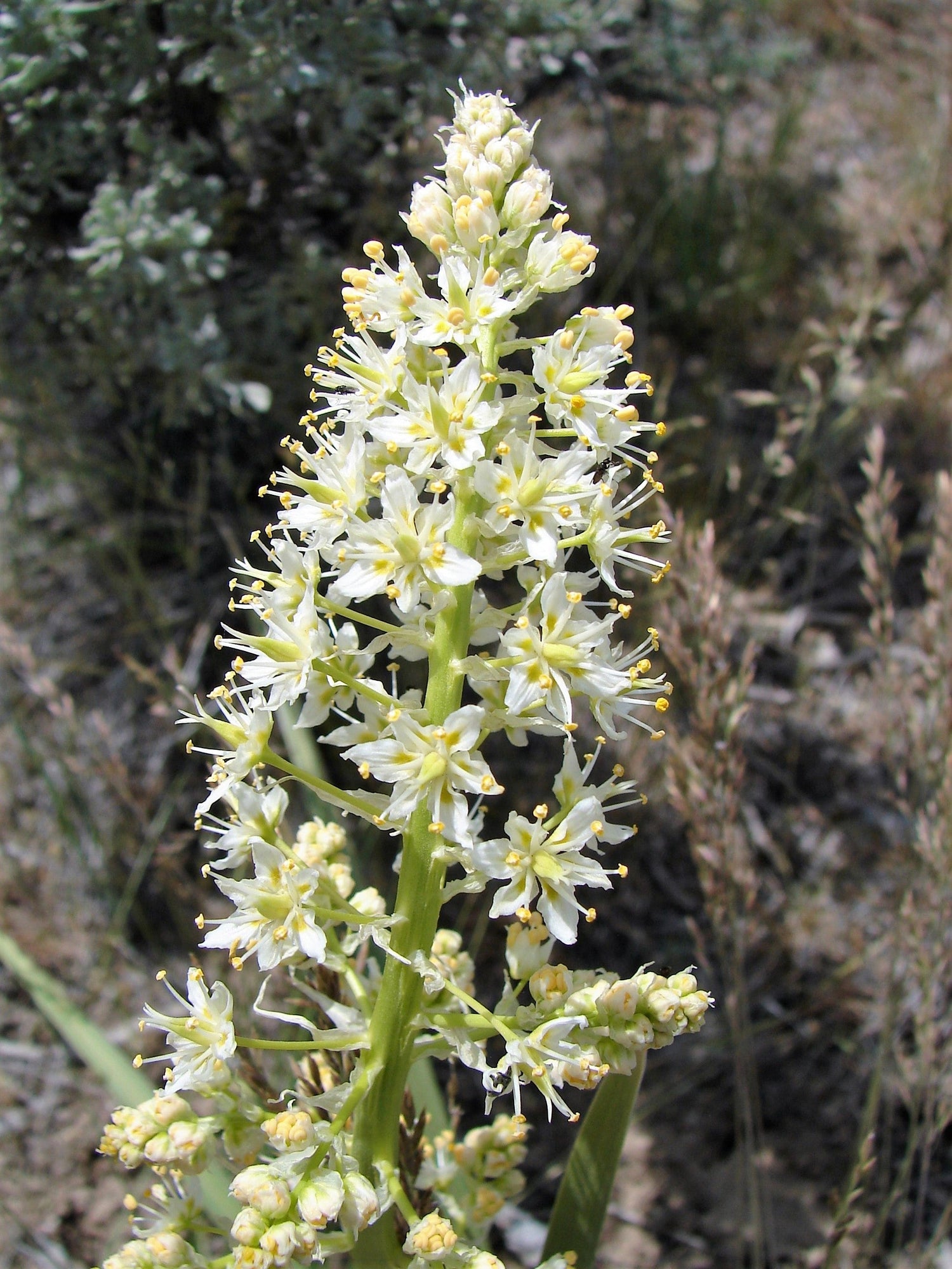 100 semillas de flores nativas alcalinas CAMAS BLANCAS Anticlea Elegans Zigadenus Camass