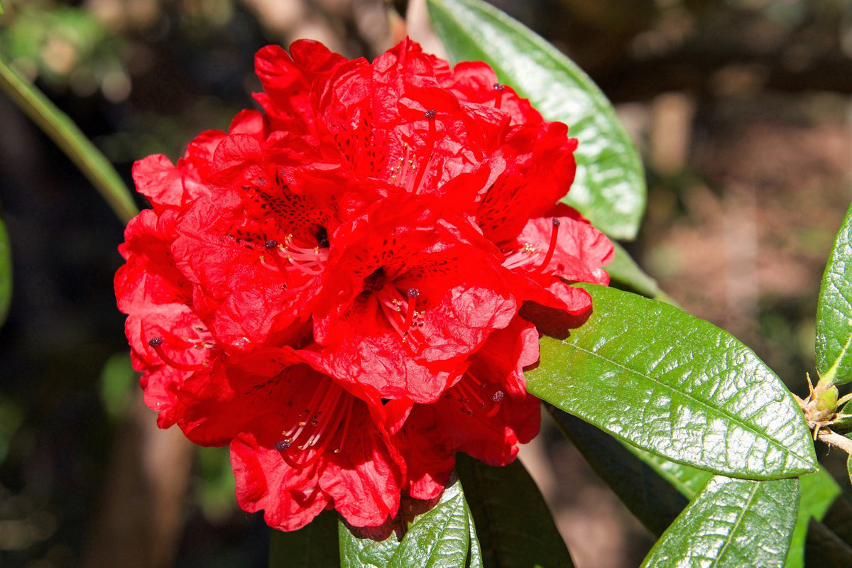 50 HÍBRIDOS MIXTOS DE RODODENDRO spp. Colores variados: rojo, rosa, morado, blanco, amarillo y naranja. Florece al sol o a la sombra. Semillas de arbusto.