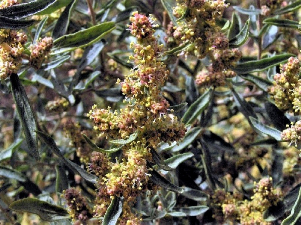 100 semillas de salvia gris (Atriplex canescens), arbusto del desierto Chamiso
