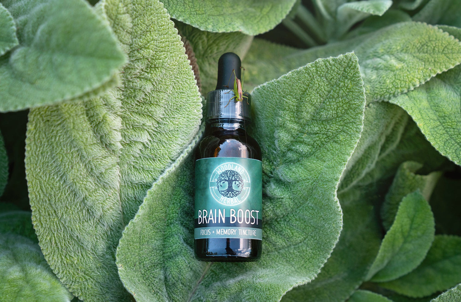 Brain Boost Extract - Potent Blend for Focus, Memory, Mental Clarity, Brain Fog
