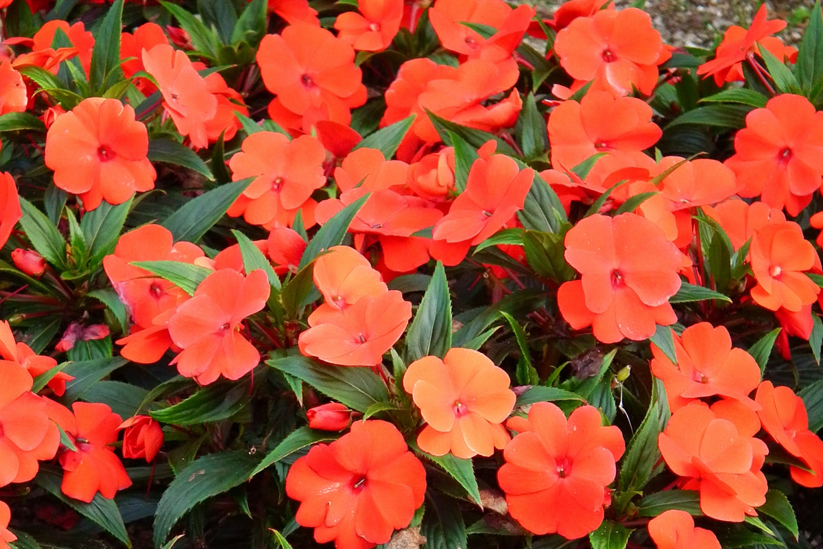 50 COLORES MIXTOS IMPATIENS Walleriana enana Sol o sombra completa Semillas de flores rojas, blancas, rosas, carmín, escarlata y naranjas