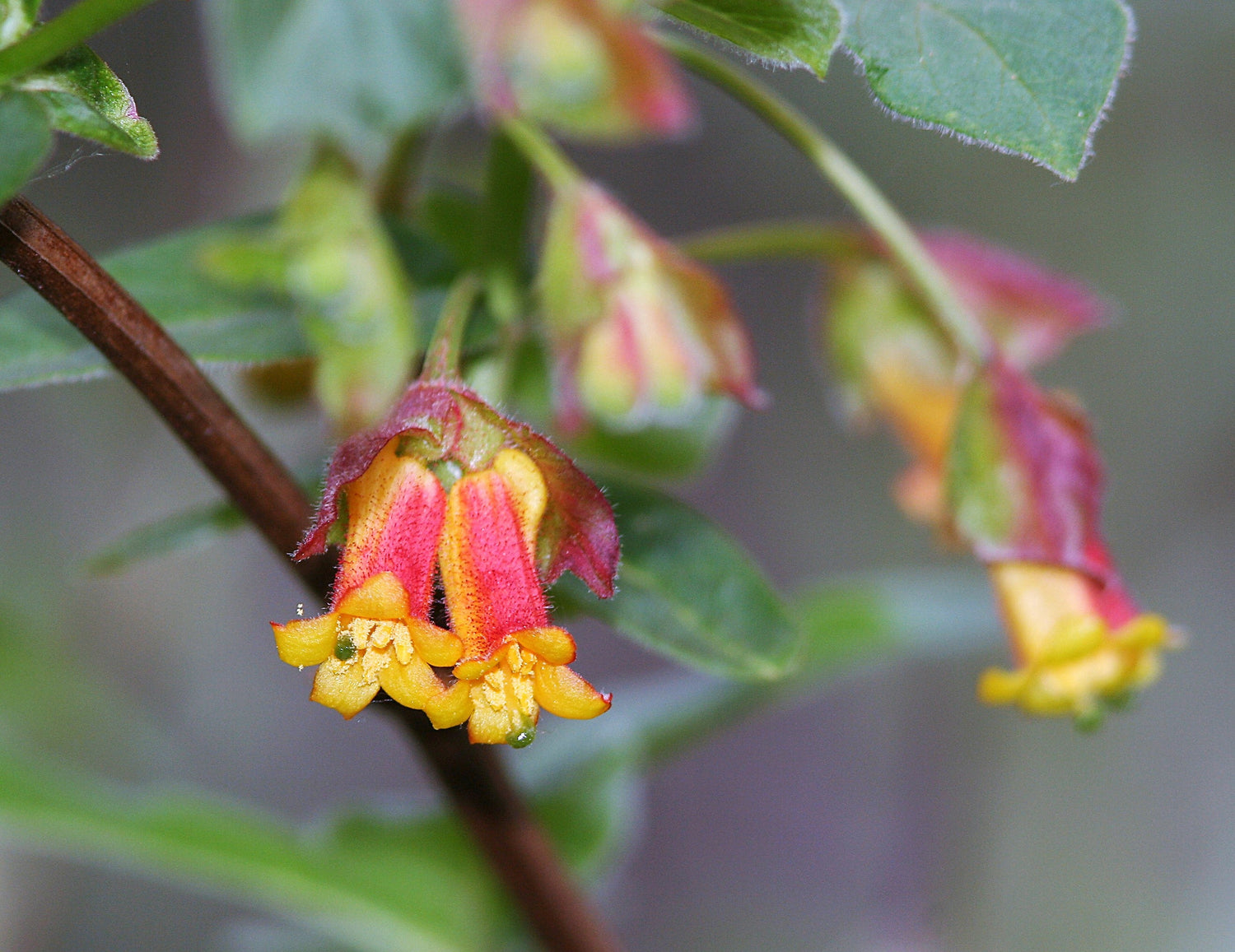 25 MADRESELVA DE BAYAS GEMELAS Lonicera Involucrata Gayuba de California Baya gemela negra Arbusto nativo en peligro de extinción Sol o sombra Semillas de flores de colibrí rojo amarillo