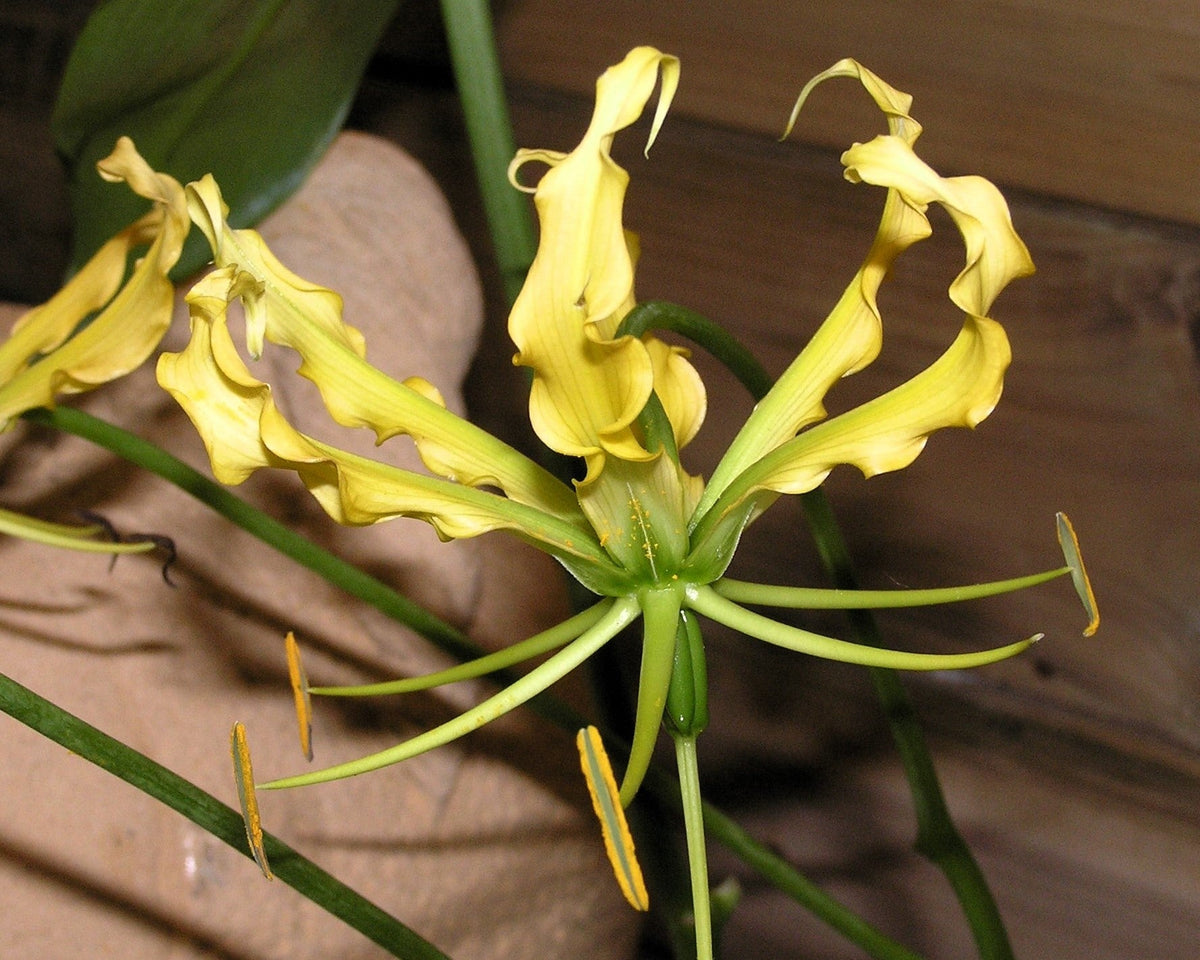 10 semillas de lirio glorioso amarillo, lirio de llama, gloriosa lutea, flor de vid