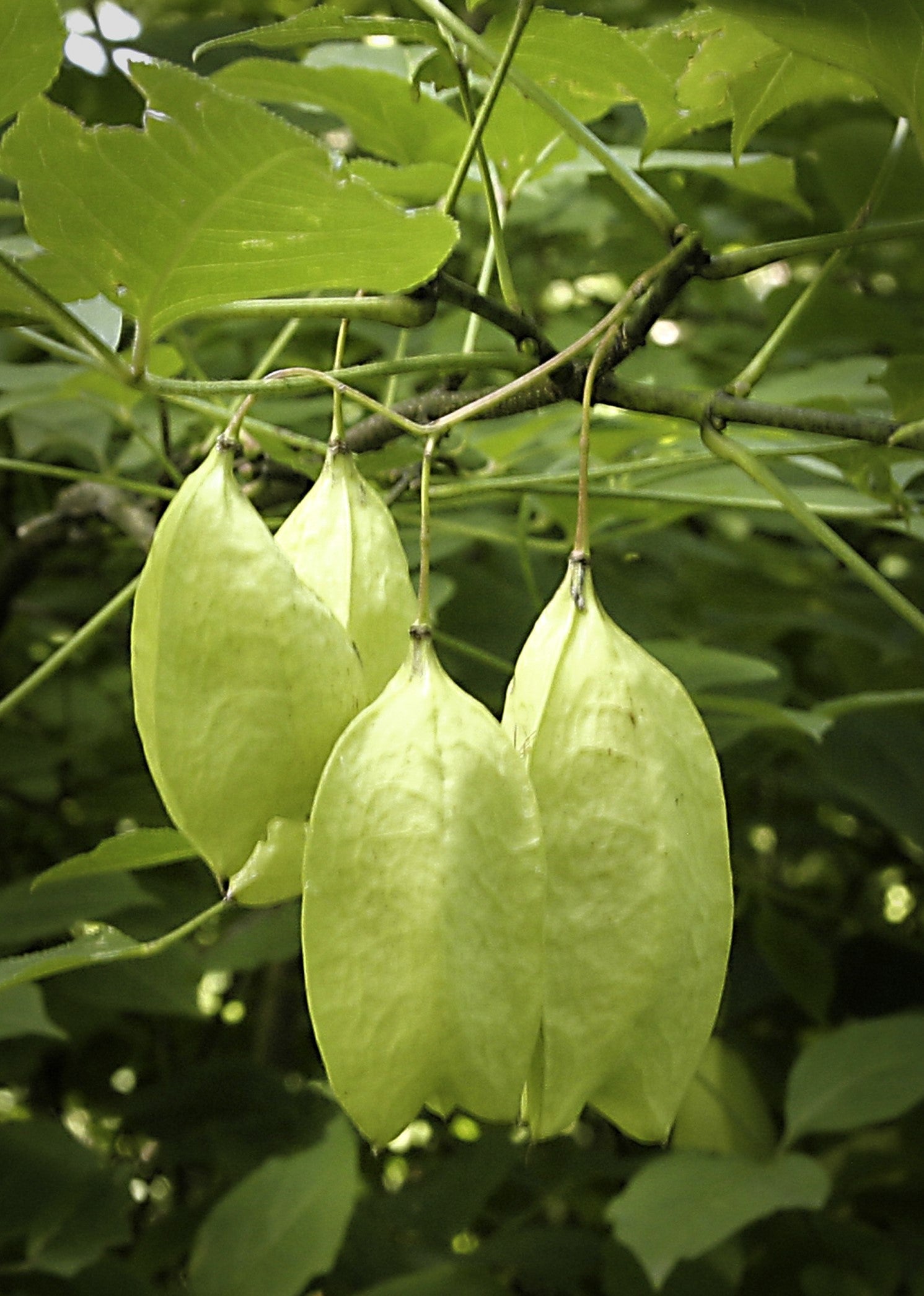 5 semillas de árbol de nuez americana, Staphylea trifolia, arbusto, vaina verde, flor blanca