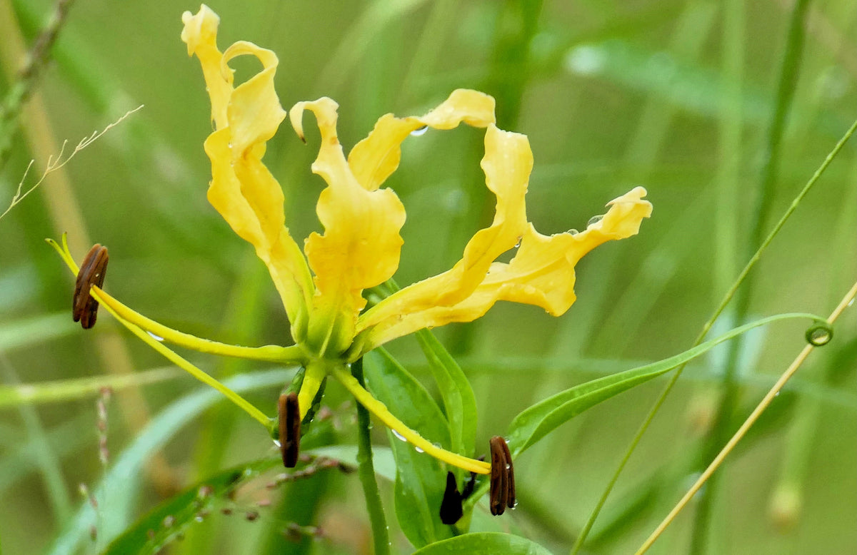 10 semillas de lirio glorioso amarillo, lirio de llama, gloriosa lutea, flor de vid