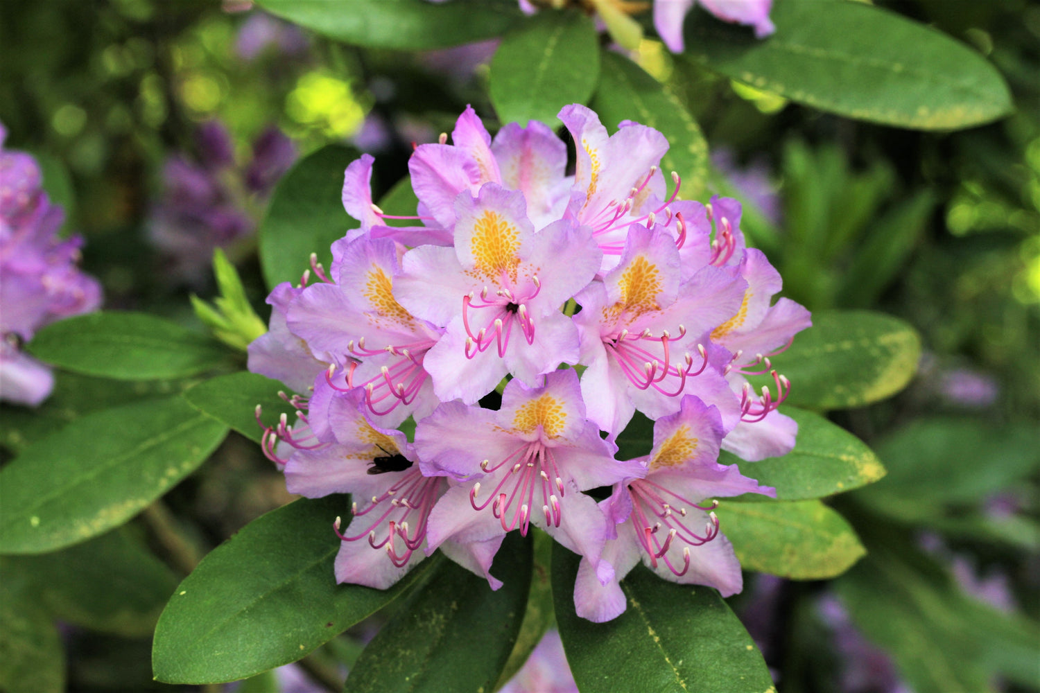 40 semillas de azalea enana CAROLINA RHODODENDRON Carolinianum, arbusto de flores rosadas y moradas